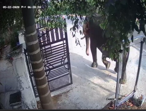 Một nài voi ở Đắk Lắk bị voi húc chết